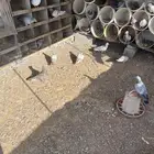 حمام زاجل