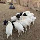 برابر مرابي ذبائح