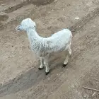 رخل ترضع مبشمه