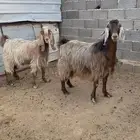 معزا مصريات صنف (تم البيع)