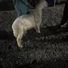 طلي للبيع