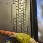 انثى كنيور