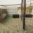 طلي ذبيحه