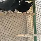 قطايف