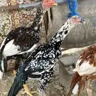 دجاج سندي ( ناوان )