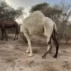 ناقه عفراء