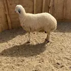 للبيع نعجه حايل طيبه بلحيل