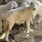 رخله حرية تصلح ثلاجة او طلعه