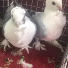 زوج حب رمان شرط انتاج