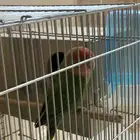 انثى الروز
