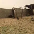 بط للبيع بري البيع لعلى سوم سليم