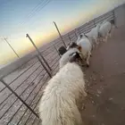 خرفان فاخره طرف مجس