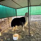 فحل نجد توه مثني