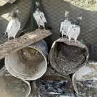حمام باكستاني تيدي للبيع