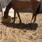 فرس