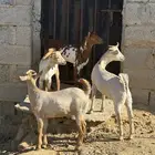 للبيع تيوس جذعان بلدي