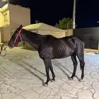 حصان ادهم