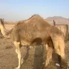 ناقه