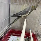 كروان انثى منتجه للبيع