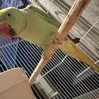 ببغاء الدرة