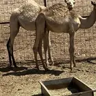 قعدان للبيع