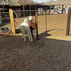 الشميسي طريق الخواجات