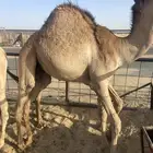 قعدان كفو للبيع تصلح زواجات ومبادي بسعر مناسب