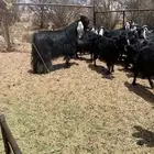 معزا عوارض مراح
