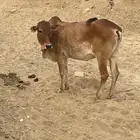 خبشة تو كاسره الثني