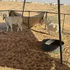 معزا 2