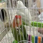 بغبغاء للبيع لعلى سووم