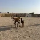 عنز هولنديه معها تيس وجفره