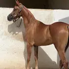للبيع مهره واهو بنت كنز الفارس