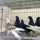 قطايف
