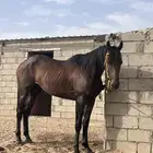 حصان سبوق للبيع مواليد 2019