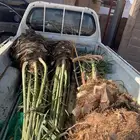 صقعي شمشوله حوشانه شرازية