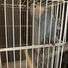 روز - أليف