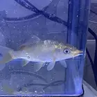 اسماك الزينه