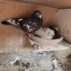 حمام باكستاني