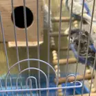 زوج طيور الحب