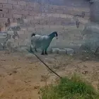 تيوس فحول