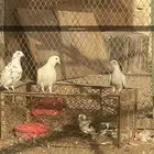 لل حمام مشكل وقلابي واحد معهم شرط فرديات وجواز واحد