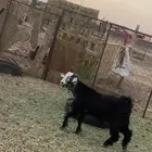 تيوس