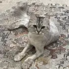 انثى شيرازي تبني