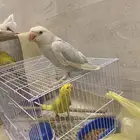 فروخ دره هولندي