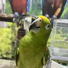 ببغاء امزوني يلوكراون