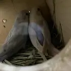 للبيع جوز روز