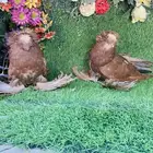 للبيع طبه بخاره احمر