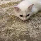 قطه صغيره لتبني