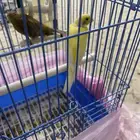 جوز كناري